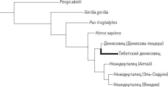 Иллюстрация к книге — Эволюция человека. Книга 3. Кости, гены и культура [i_033.jpg]