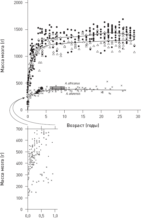 Иллюстрация к книге — Эволюция человека. Книга 3. Кости, гены и культура [i_056.jpg]