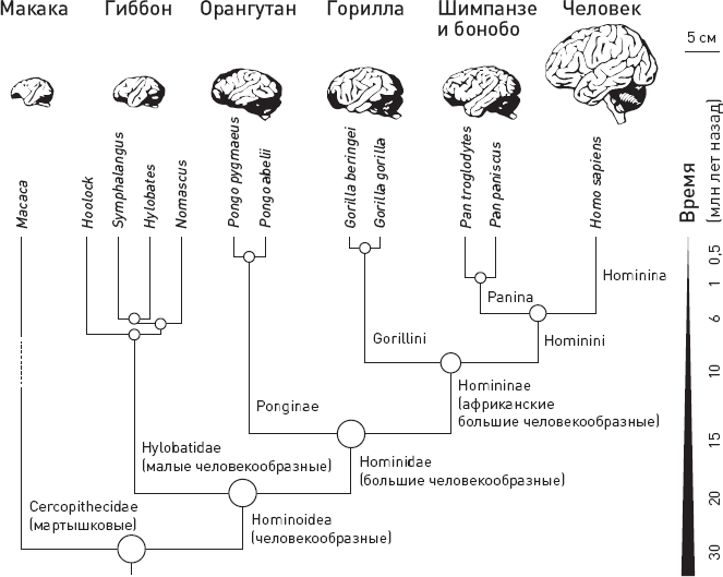 Иллюстрация к книге — Эволюция человека. Книга 3. Кости, гены и культура [i_059.jpg]