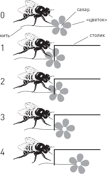 Иллюстрация к книге — Эволюция человека. Книга 3. Кости, гены и культура [i_070.jpg]
