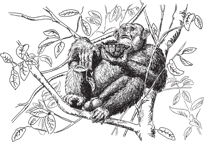 Иллюстрация к книге — Эволюция человека. Книга 3. Кости, гены и культура [i_074.jpg]