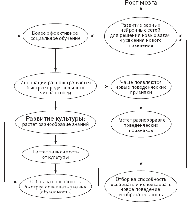 Иллюстрация к книге — Эволюция человека. Книга 3. Кости, гены и культура [i_076.jpg]