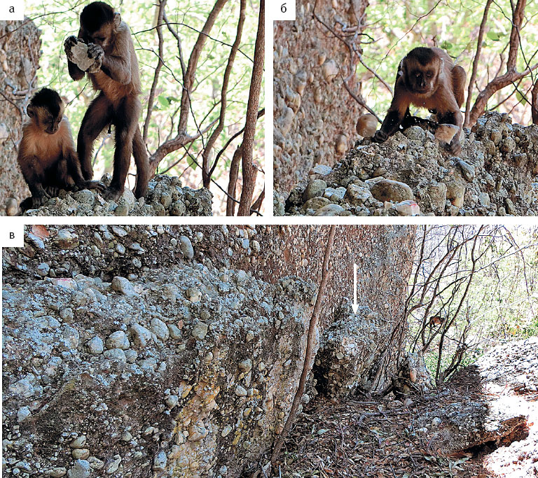 Иллюстрация к книге — Эволюция человека. Книга 3. Кости, гены и культура [i_092.jpg]