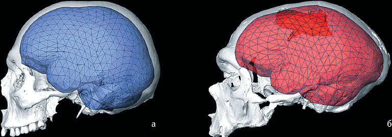 Иллюстрация к книге — Эволюция человека. Книга 3. Кости, гены и культура [i_101.jpg]