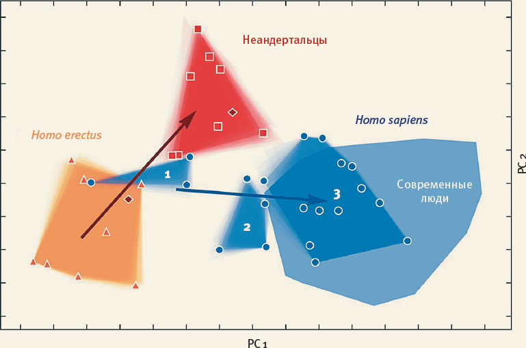 Иллюстрация к книге — Эволюция человека. Книга 3. Кости, гены и культура [i_102.jpg]