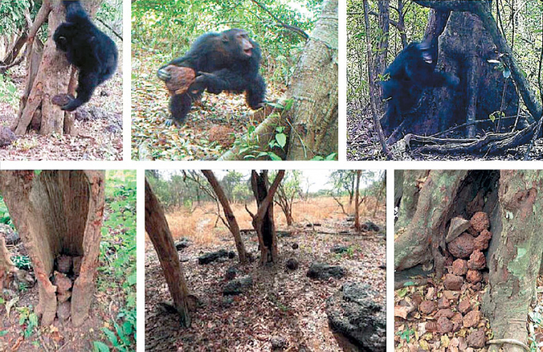 Иллюстрация к книге — Эволюция человека. Книга 3. Кости, гены и культура [i_117.jpg]