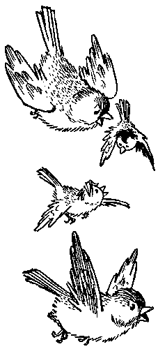 Иллюстрация к книге — Баранкин, будь человеком!. Повесть-сказка [pic_14.jpg]