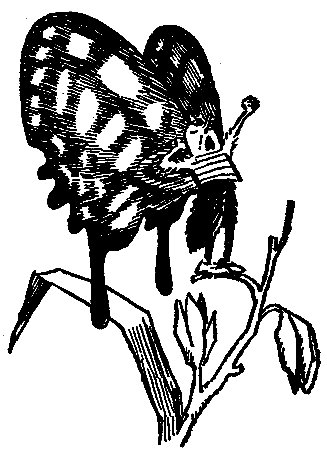 Иллюстрация к книге — Баранкин, будь человеком!. Повесть-сказка [pic_20.jpg]