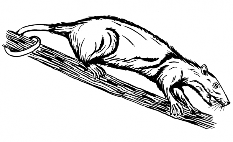 Иллюстрация к книге — Палеонтология антрополога. Том 3. Кайнозой [i_002.jpg]