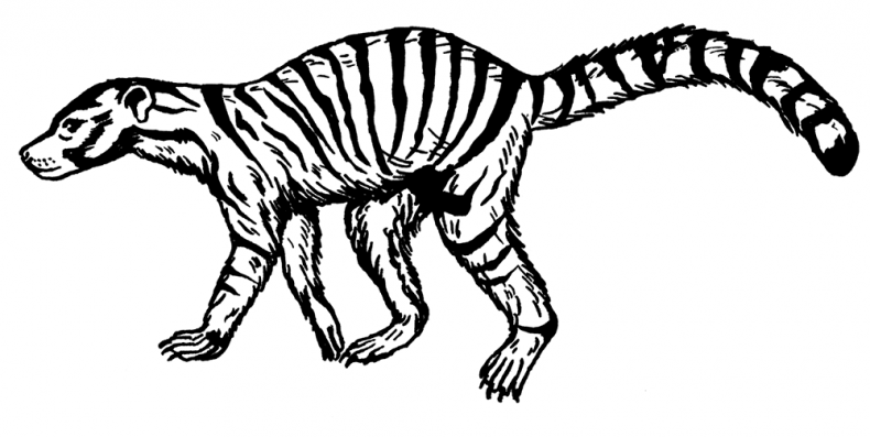 Иллюстрация к книге — Палеонтология антрополога. Том 3. Кайнозой [i_004.jpg]