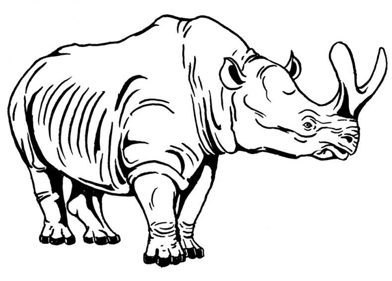 Иллюстрация к книге — Палеонтология антрополога. Том 3. Кайнозой [i_009.jpg]