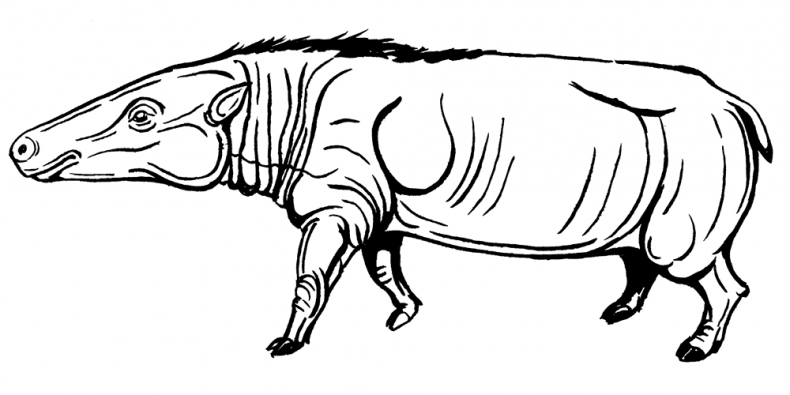 Иллюстрация к книге — Палеонтология антрополога. Том 3. Кайнозой [i_011.jpg]