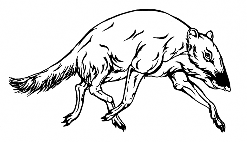 Иллюстрация к книге — Палеонтология антрополога. Том 3. Кайнозой [i_013.jpg]