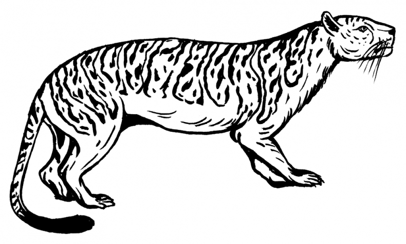 Иллюстрация к книге — Палеонтология антрополога. Том 3. Кайнозой [i_015.jpg]