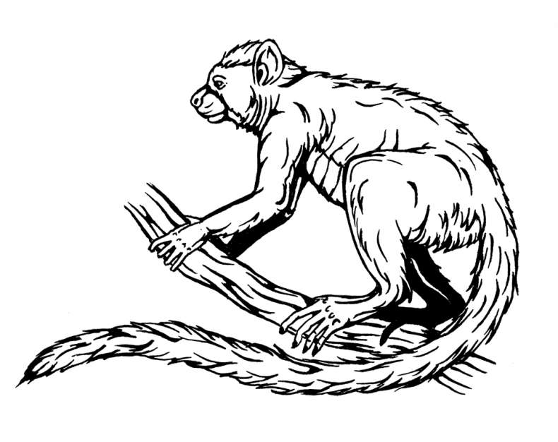 Иллюстрация к книге — Палеонтология антрополога. Том 3. Кайнозой [i_018.jpg]