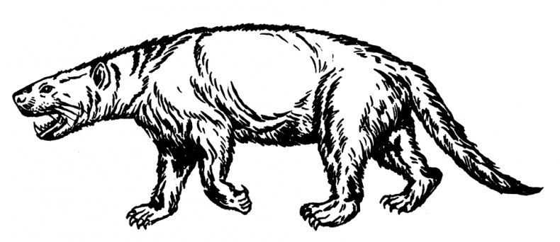 Иллюстрация к книге — Палеонтология антрополога. Том 3. Кайнозой [i_019.jpg]