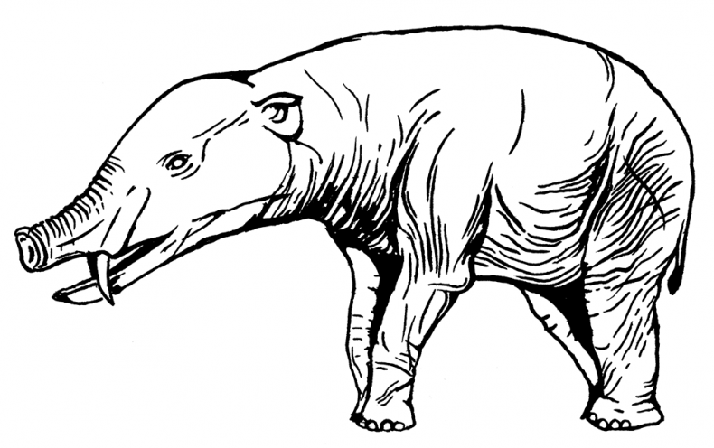 Иллюстрация к книге — Палеонтология антрополога. Том 3. Кайнозой [i_023.jpg]