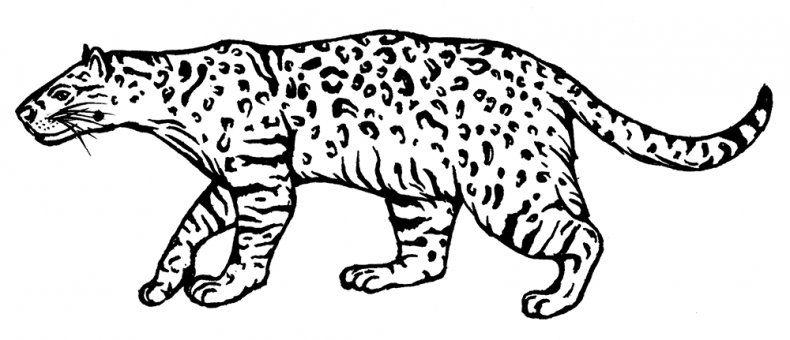 Иллюстрация к книге — Палеонтология антрополога. Том 3. Кайнозой [i_025.jpg]