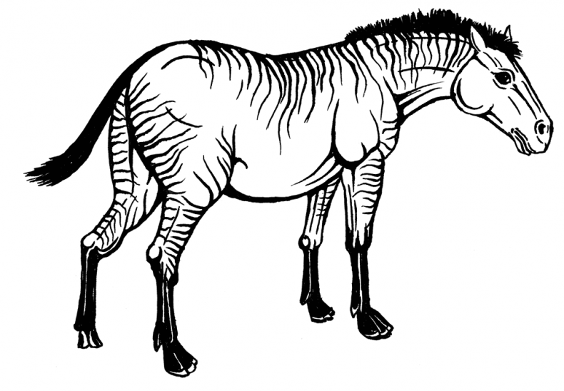 Иллюстрация к книге — Палеонтология антрополога. Том 3. Кайнозой [i_028.jpg]