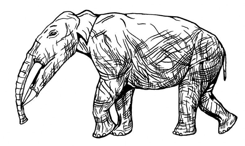 Иллюстрация к книге — Палеонтология антрополога. Том 3. Кайнозой [i_032.jpg]