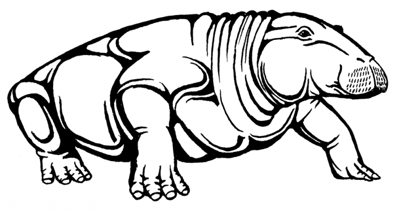 Иллюстрация к книге — Палеонтология антрополога. Том 3. Кайнозой [i_033.jpg]