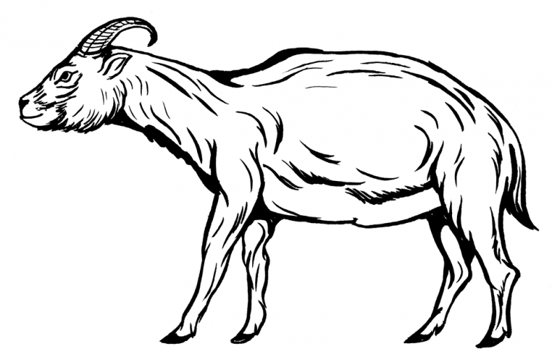 Иллюстрация к книге — Палеонтология антрополога. Том 3. Кайнозой [i_037.jpg]