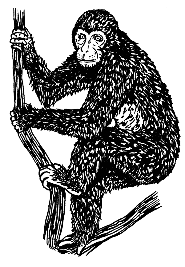 Иллюстрация к книге — Палеонтология антрополога. Том 3. Кайнозой [i_039.jpg]