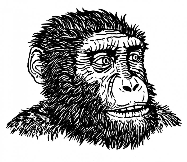 Иллюстрация к книге — Палеонтология антрополога. Том 3. Кайнозой [i_040.jpg]