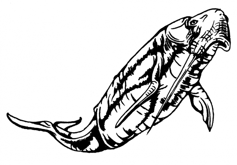 Иллюстрация к книге — Палеонтология антрополога. Том 3. Кайнозой [i_041.jpg]