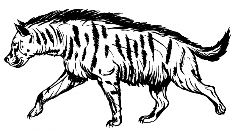 Иллюстрация к книге — Палеонтология антрополога. Том 3. Кайнозой [i_043.jpg]