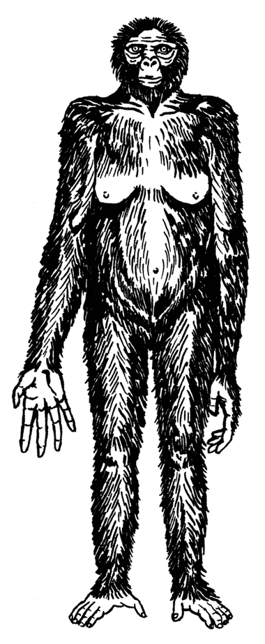 Иллюстрация к книге — Палеонтология антрополога. Том 3. Кайнозой [i_045.jpg]