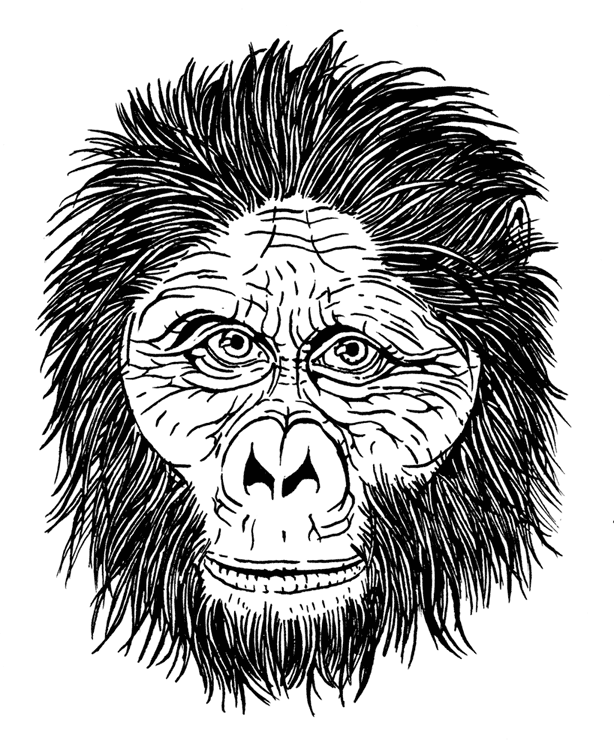 Иллюстрация к книге — Палеонтология антрополога. Том 3. Кайнозой [i_046.jpg]