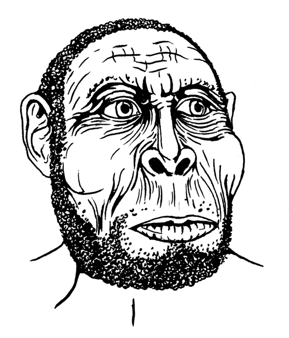 Иллюстрация к книге — Палеонтология антрополога. Том 3. Кайнозой [i_056.jpg]