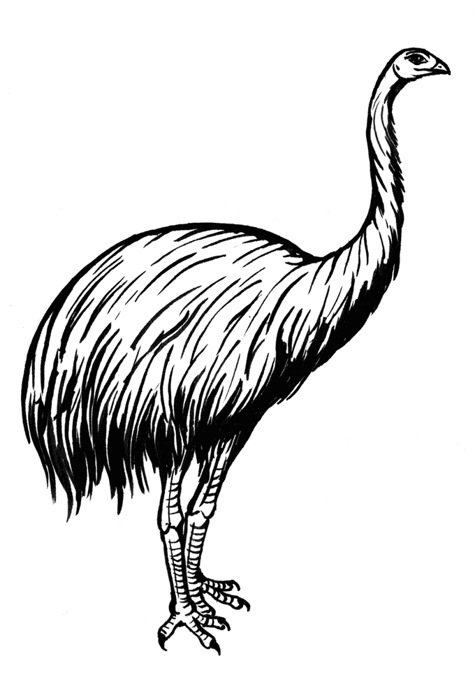 Иллюстрация к книге — Палеонтология антрополога. Том 3. Кайнозой [i_063.jpg]