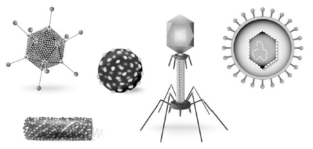 Иллюстрация к книге — Генетика на пальцах [i_003.jpg]