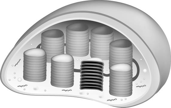 Иллюстрация к книге — Генетика на пальцах [i_012.jpg]