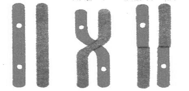 Иллюстрация к книге — Генетика на пальцах [i_013.jpg]