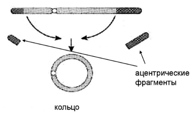 Иллюстрация к книге — Генетика на пальцах [i_021.jpg]