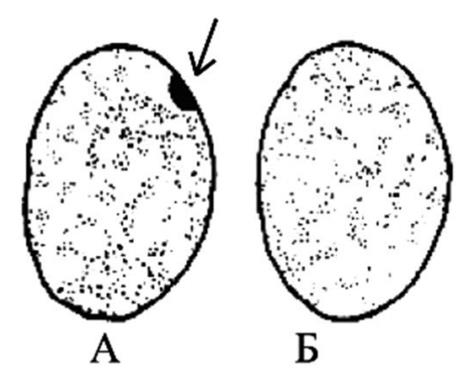 Иллюстрация к книге — Генетика на пальцах [i_031.jpg]