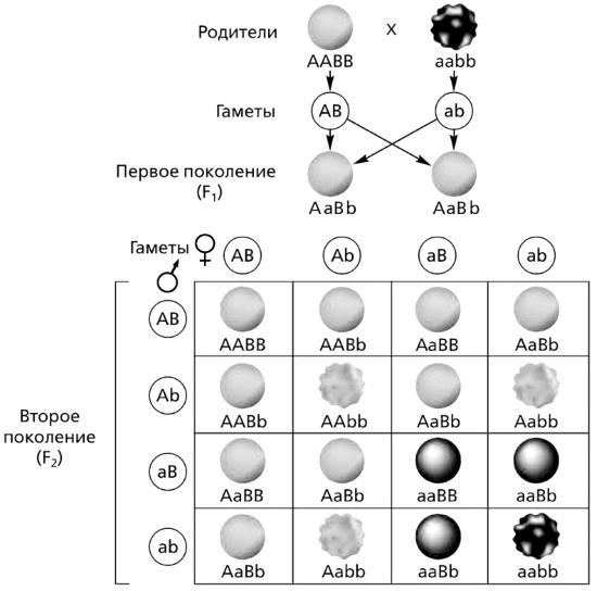 Иллюстрация к книге — Генетика на пальцах [i_035.jpg]