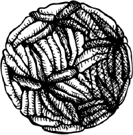 Иллюстрация к книге — Опровергая мифы о медицине. Вся правда о нашем организме [i_003.jpg]