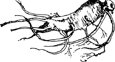 Иллюстрация к книге — Опровергая мифы о медицине. Вся правда о нашем организме [i_009.jpg]