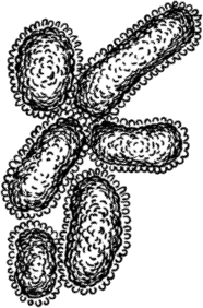 Иллюстрация к книге — Опровергая мифы о медицине. Вся правда о нашем организме [i_027.jpg]