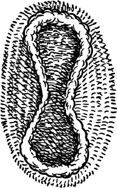 Иллюстрация к книге — Опровергая мифы о медицине. Вся правда о нашем организме [i_028.jpg]