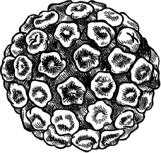 Иллюстрация к книге — Опровергая мифы о медицине. Вся правда о нашем организме [i_029.jpg]