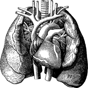 Иллюстрация к книге — Опровергая мифы о медицине. Вся правда о нашем организме [i_065.jpg]