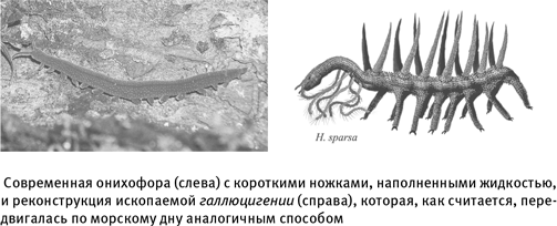 Иллюстрация к книге — Путеводитель зоолога по Галактике. Что земные животные могут рассказать об инопланетянах – и о нас самих [i_015.jpg]
