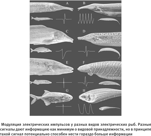Иллюстрация к книге — Путеводитель зоолога по Галактике. Что земные животные могут рассказать об инопланетянах – и о нас самих [i_021.jpg]