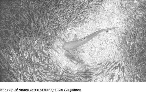 Иллюстрация к книге — Путеводитель зоолога по Галактике. Что земные животные могут рассказать об инопланетянах – и о нас самих [i_025.jpg]