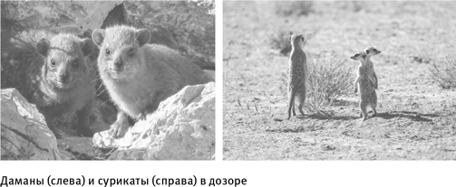 Иллюстрация к книге — Путеводитель зоолога по Галактике. Что земные животные могут рассказать об инопланетянах – и о нас самих [i_027.jpg]